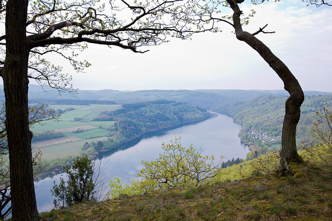 Blick auf den Edersee vom Aussichtspunkt Kahle Hard Route bei Bringhausen im Nationalpark Kellerwald-Edersee mit Trauben-Eiche (Quercus petraea), Nordhessen, Hessen, Deutschland, Europa