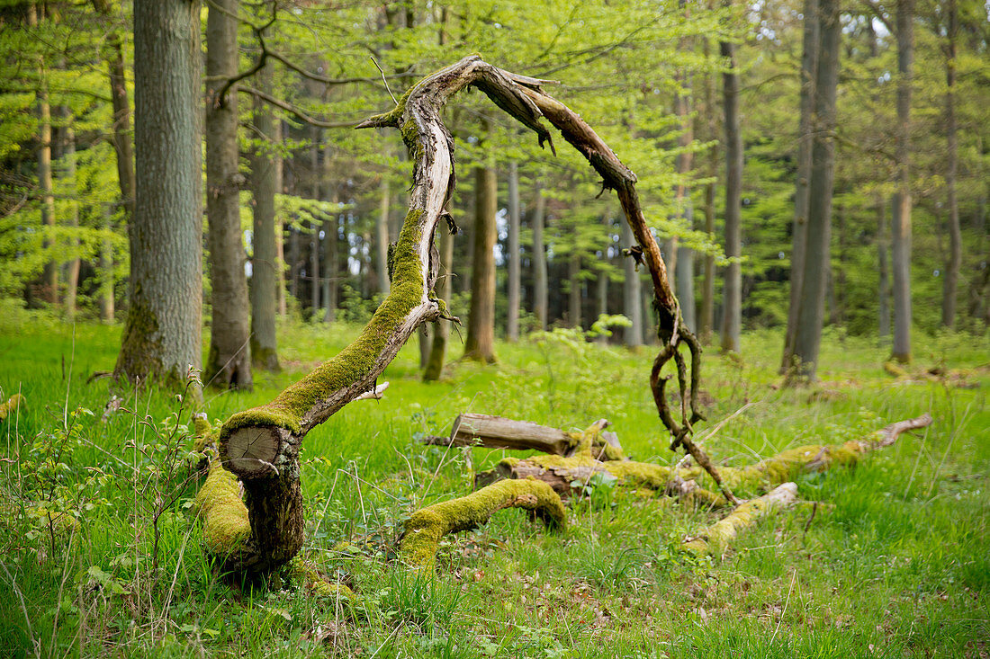 Weathering oak (Quercus petraea) branch amidst beech (Fagus sylvatica) trees with spring foliage near Bringhausen in Kellerwald-Edersee National Park, Lake Edersee, Hesse, Germany, Europe