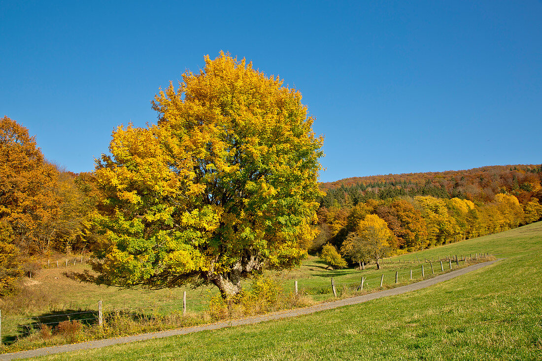 Feld-Ahorn (Acer campestre) im Herbst an einem Feldweg, Altenlotheim, Nordhessen, Hessen, Deutschland, Europa
