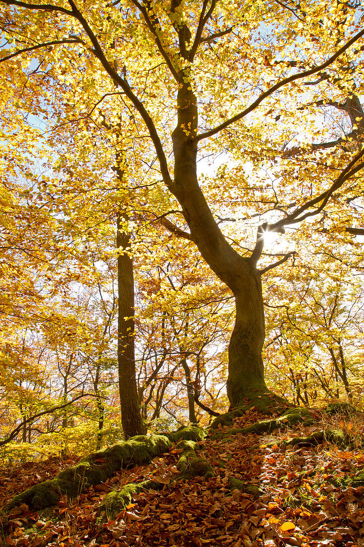 Buche im herbstlichem Buchenwald (Fagus sylvatica) Nationalpark Kellerwald-Edersee, Nordhessen, Hessen, Deutschland, Europa