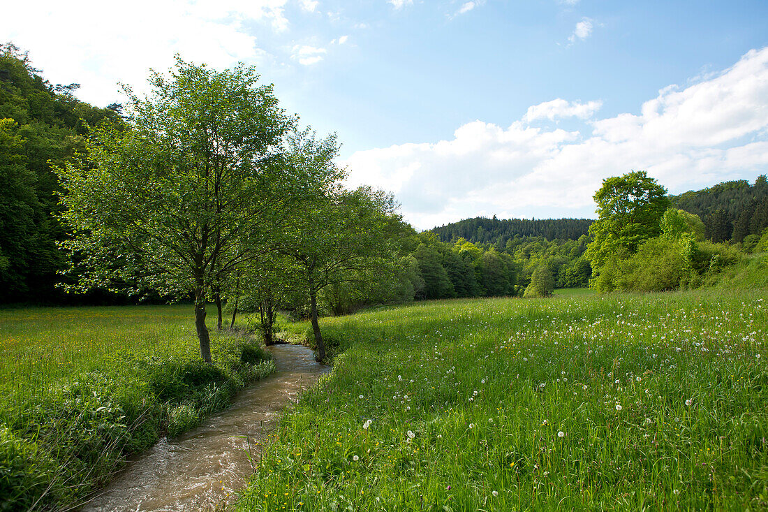 Rotbuchen (Fagus sylvatica) und Erlen (Alnus glutinosa) wachsen in einen Feld und Wiesen Bach, Nordhessen, Hessen, Deutschland, Europa