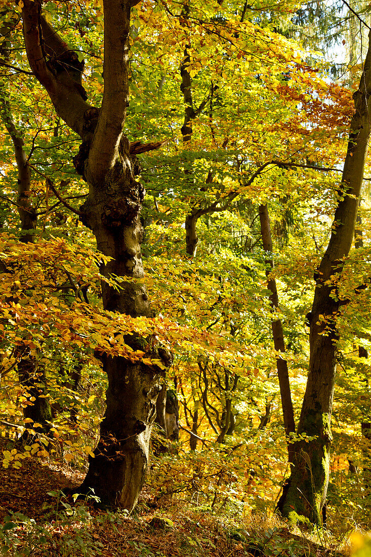 Beech tree (Fagus sylvatica) with autumn foliage in the beech forest of Kellerwald-Edersee National Park Lake Edersee, Hesse, Germany, Europe