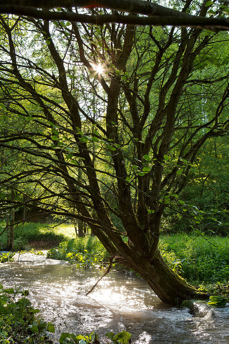 Abgestorbene Bruchweide (Salix fragilis) ragt in einen Feld und Wiesen Bach mit Erlenästen (Alnus glutinosa) im Vordergrund, Nordhessen, Hessen, Deutschland, Europa