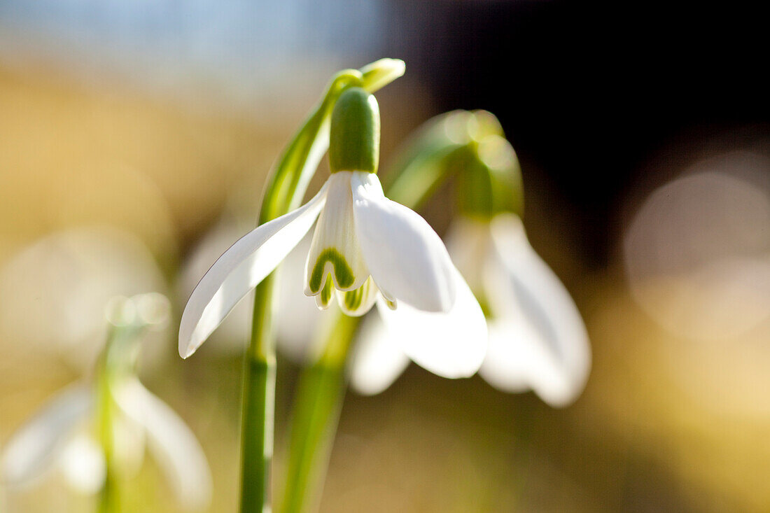 Schneeglöckchen (Galanthus), nahe Frankenau, Nordhessen, Hessen, Deutschland, Europa