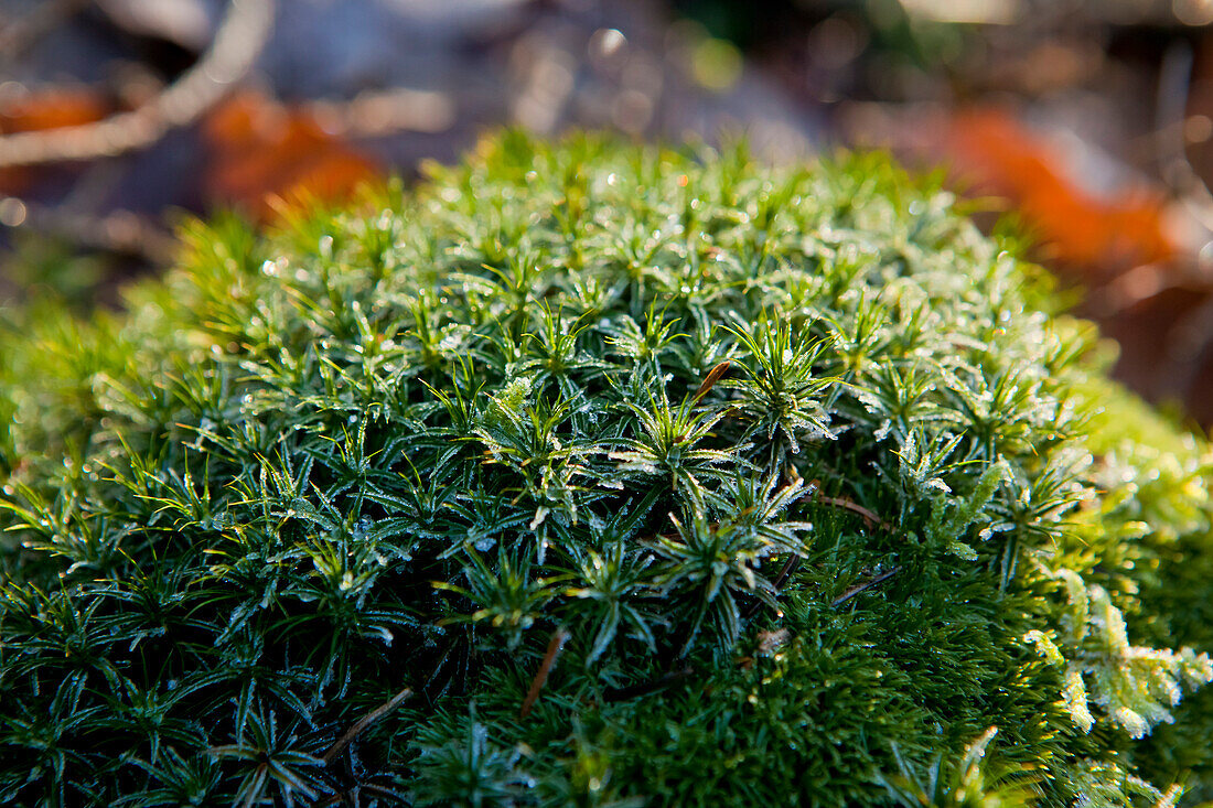 Green moss growing under light frost near Frankenau, Hesse, Germany, Europe