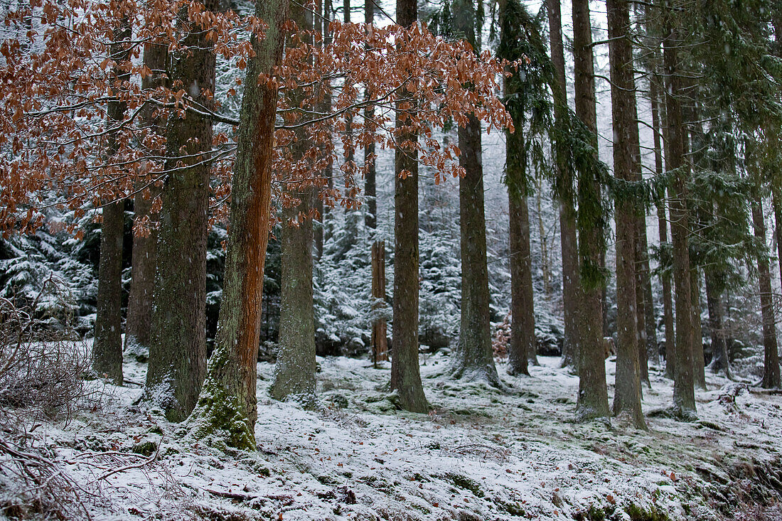 An oak tree (Quercus petraea) between spruce trees (Picea abies) during light snowfall near Frankenau, Hesse, Germany, Europe