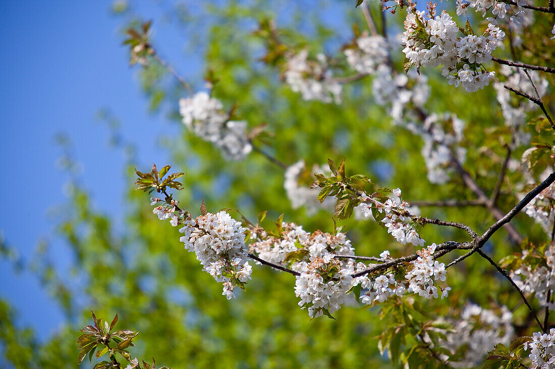 Kirschenblühten (Prunus serrulata), Bad Wildungen, Nordhessen, Hessen, Deutschland, Europa