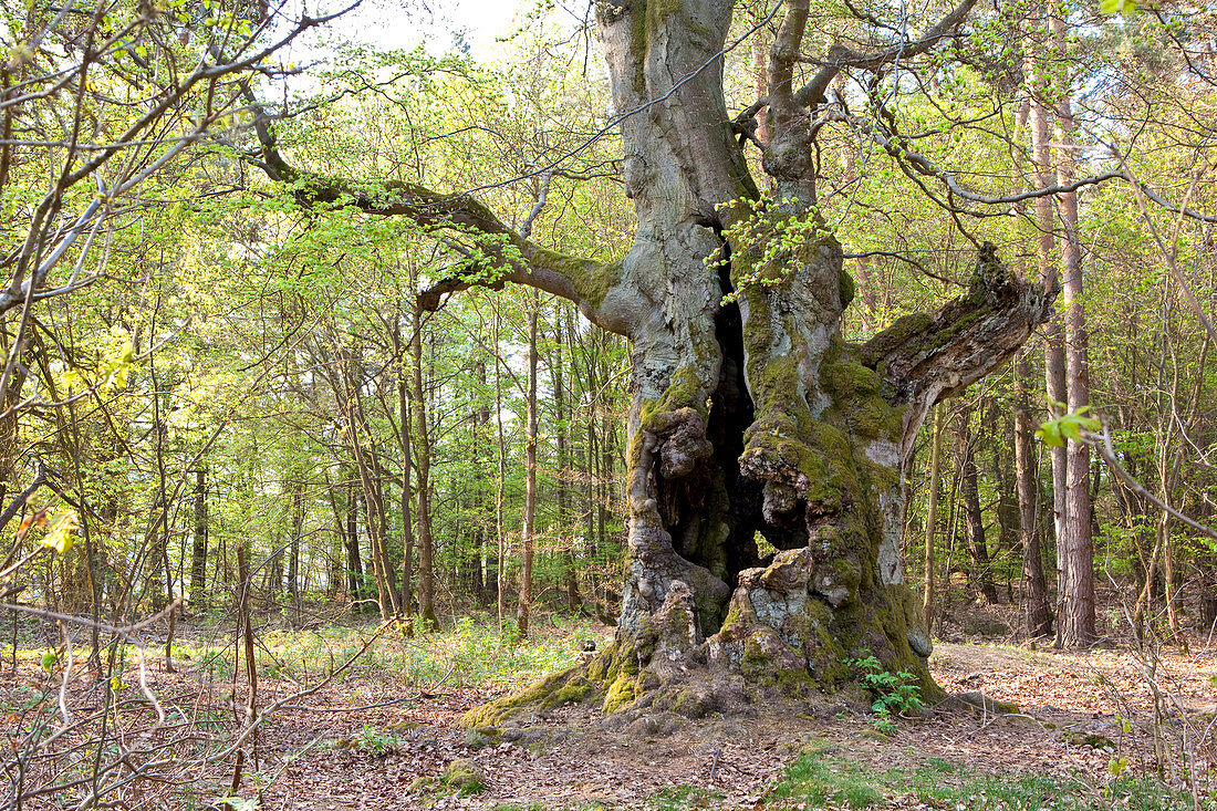 Very old hollowed out common beech tree (Fagus sylvatica) used to feed livestock in Hutewald Halloh wood pasture forest, Albertshausen, Hesse, Germany, Europe