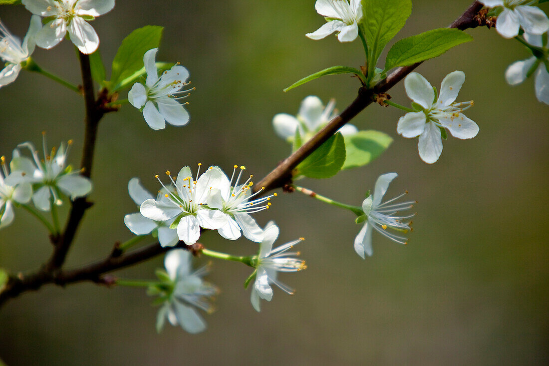 Plum tree blossoms (Prunus domestica) Bad Wildungen, Hesse, Germany, Europe