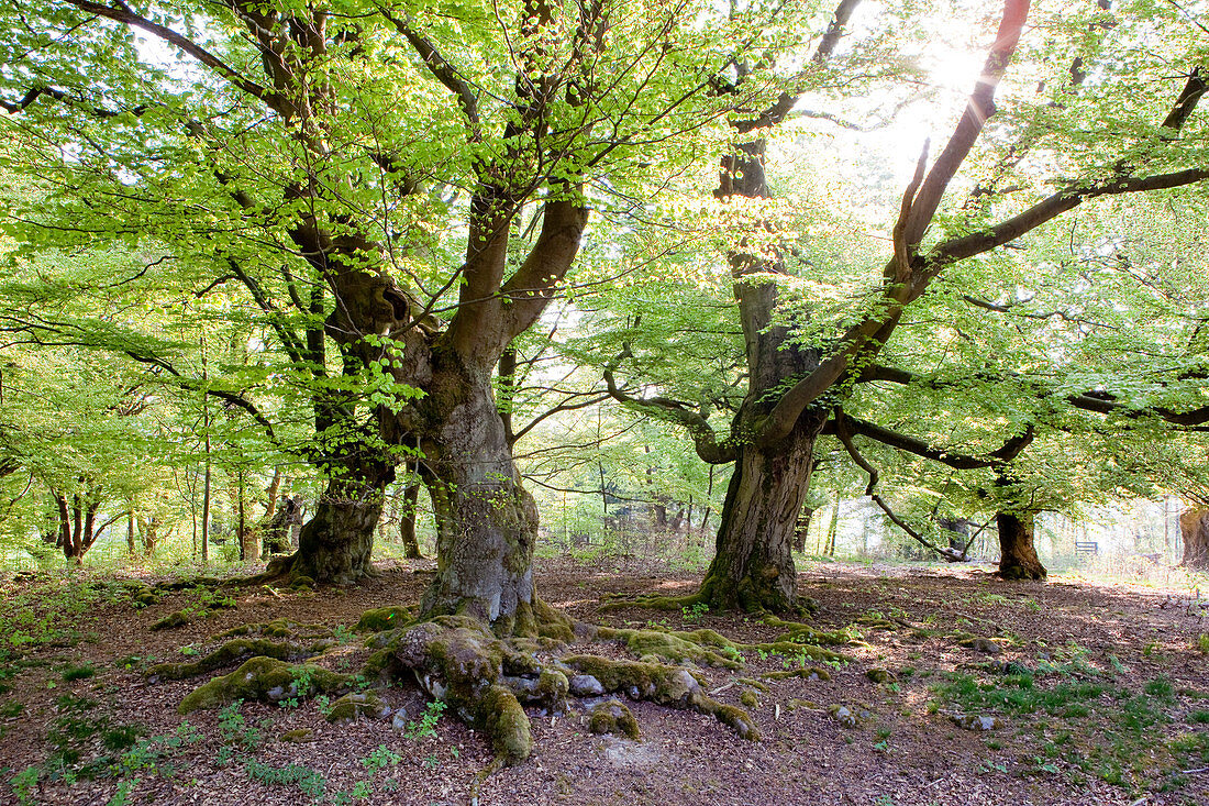 Hutebuchen - gepflanzt und genutzt für frisches Blattgrün zur Fütterung von Nutztieren, Rotbuchen (Fagus sylvatica), Nordhessen, Hessen, Deutschland, Europa