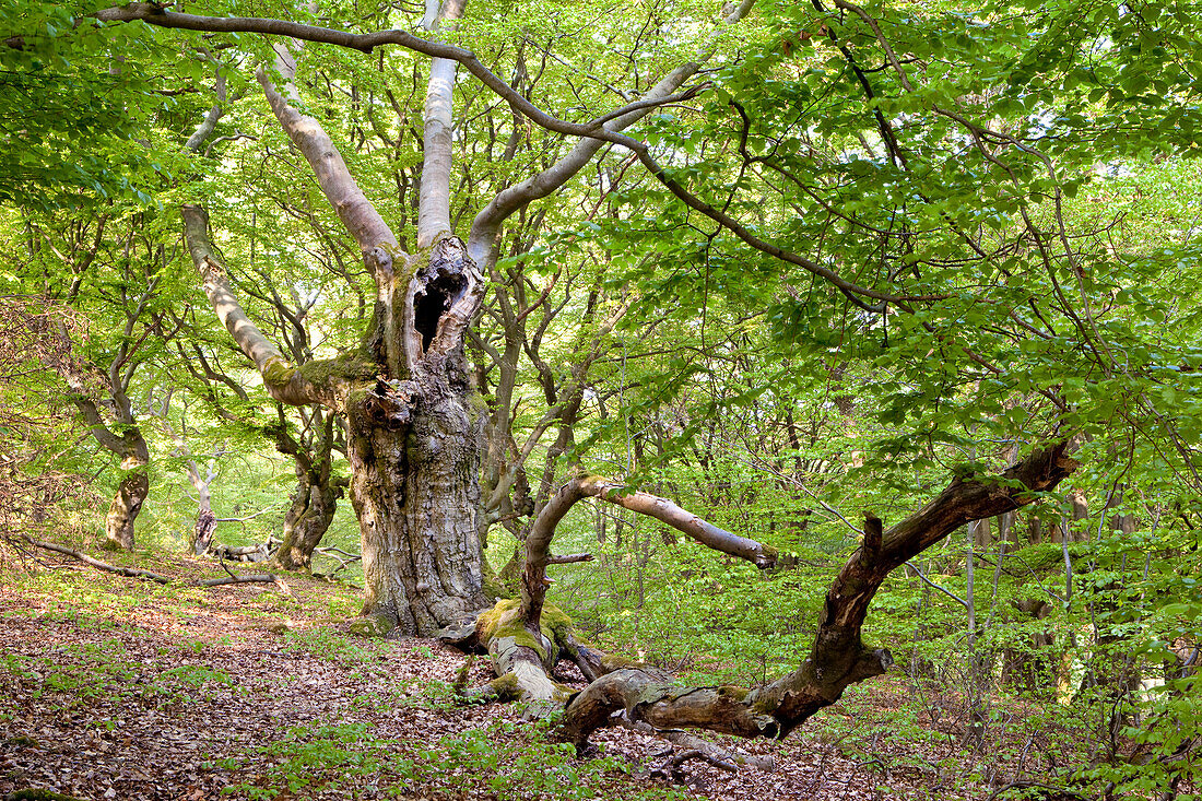 Hutebuchen - gepflanzt und genutzt für frisches Blattgrün zur Fütterung von Nutztieren, alte ausgehöhlte Rotbuche (Fagus sylvatica), Nordhessen, Hessen, Deutschland, Europa