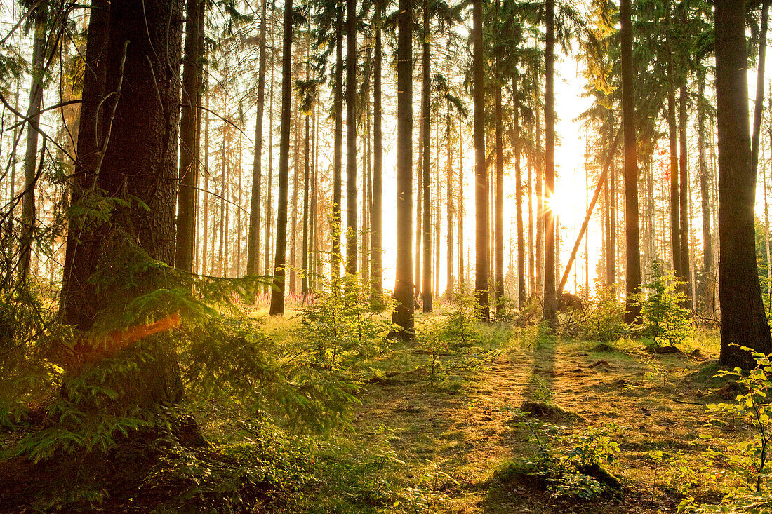Fichtenwald (Picea abies) mit der aufgehenden Sonne, die durch die Bäume scheint, Nordhessen, Hessen, Deutschland, Europa