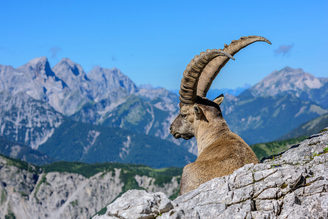 Ibex laying in meadow and looking towards mountains, Natural Park Karwendel, Karwendel range, Tyrol, Austria