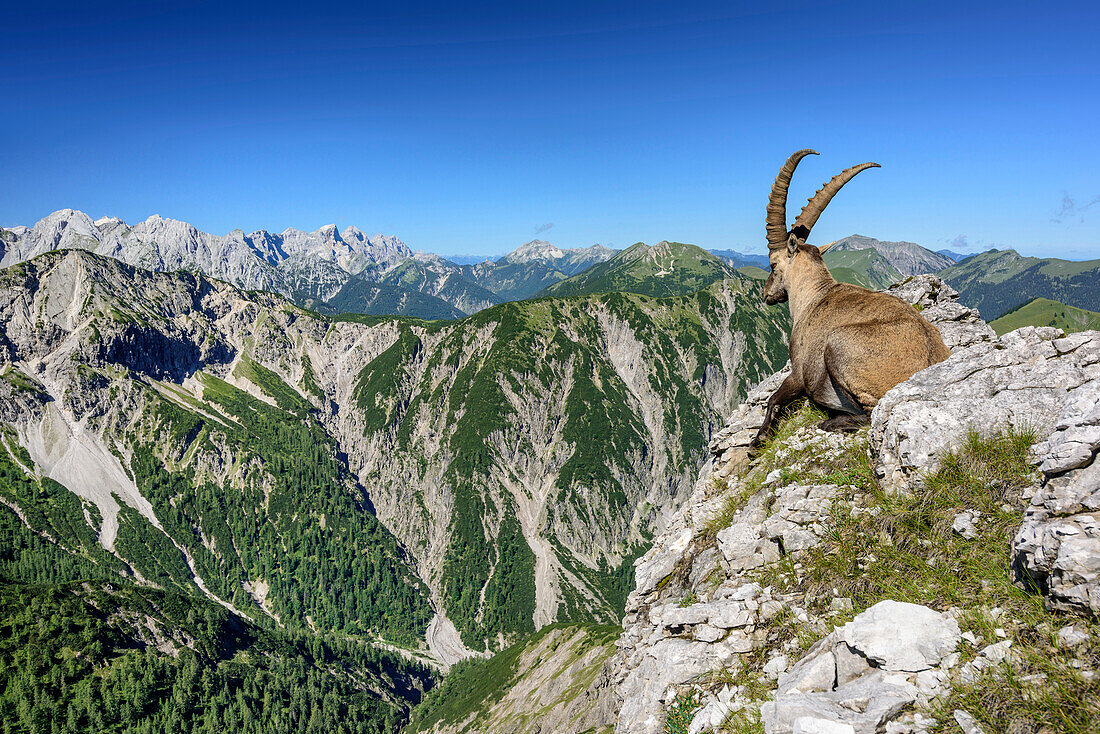 Steinbock liegt im Gras und blickt auf Bergkette, Naturpark Karwendel, Karwendel, Tirol, Österreich