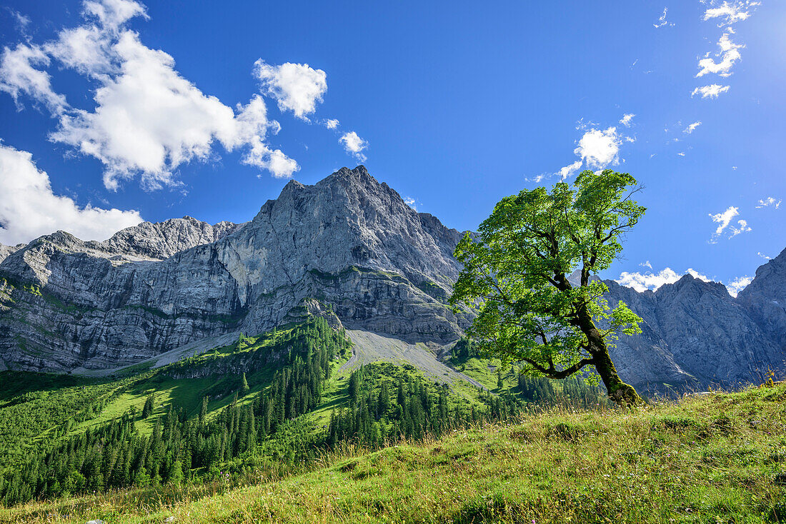 Maple tree in front of Spritzkarspitze, Grosser Ahornboden, Eng, Natural Park Karwendel, Karwendel range, Tyrol, Austria