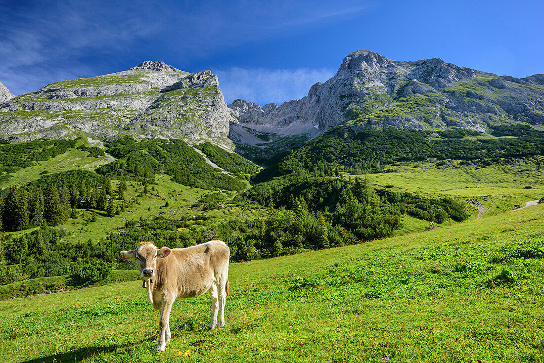 Kuh steht auf Bergwiese, Östlichen Karwendelspitze und Grabenkarspitze im Hintergrund, Karwendeltal, Naturpark Karwendel, Karwendel, Tirol, Österreich
