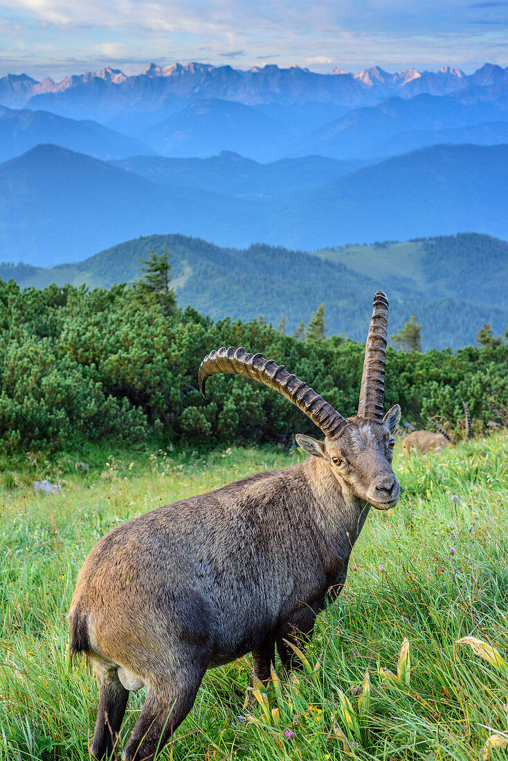 Ibex gracing in meadow, Zugspitze in background, Benediktenwand, Bavarian Alps, Upper Bavaria, Bavaria, Germany