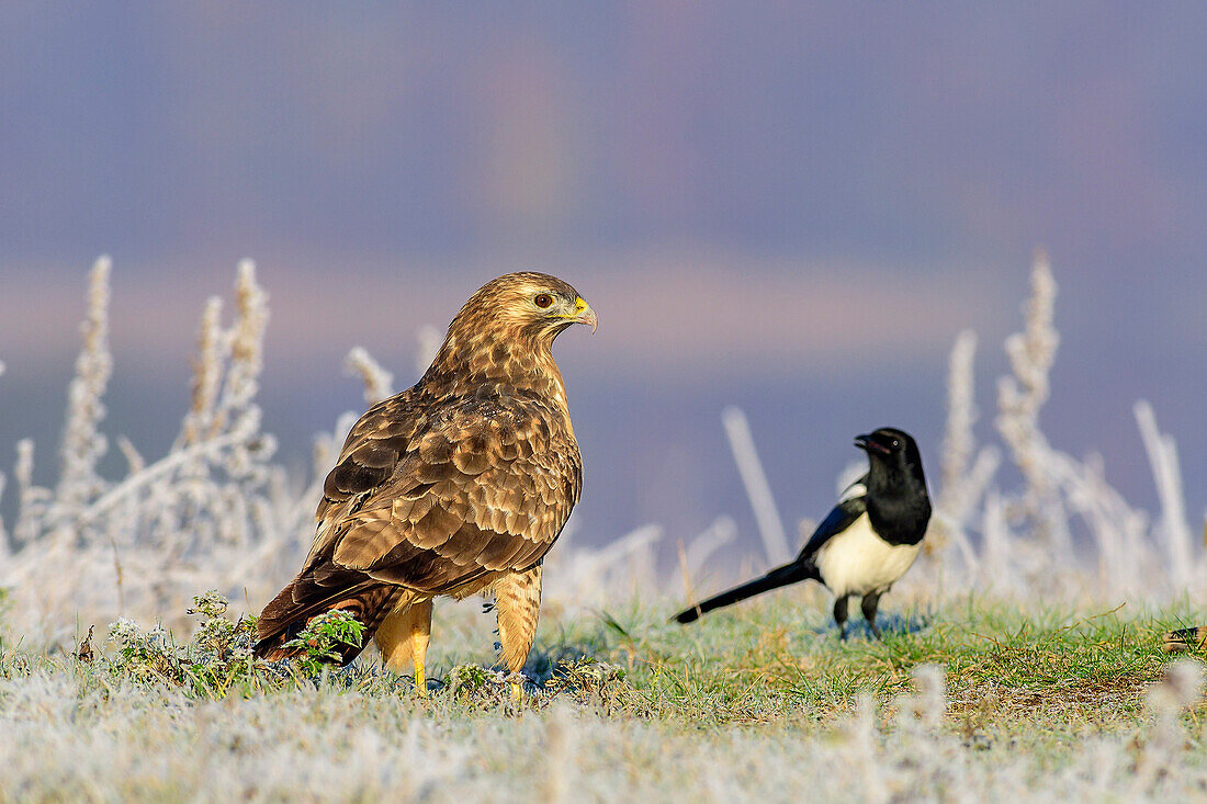 Mäusebussard und Elster sitzen in Wiese, Buteo buteo, Feldberg, Mecklenburgische Seenplatte, Mecklenburg-Vorpommern, Deutschland