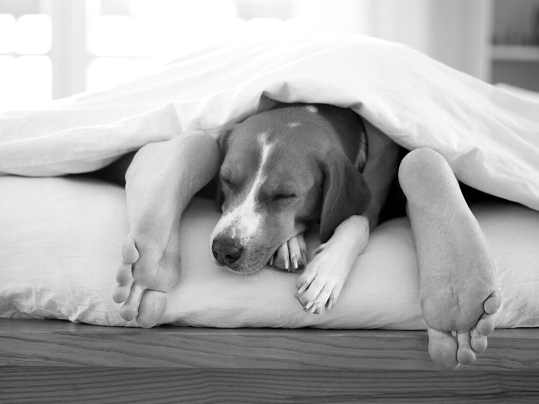 Schlafender Hund im Bett zwischen den nackten Beinen eines Mannes, Germany
