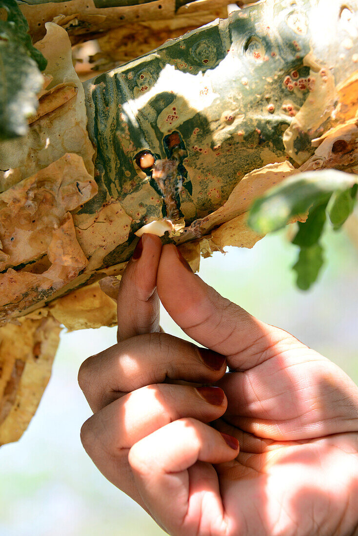 Natural History Museum in Qurum, Frankincensetree , Capital Area, Oman