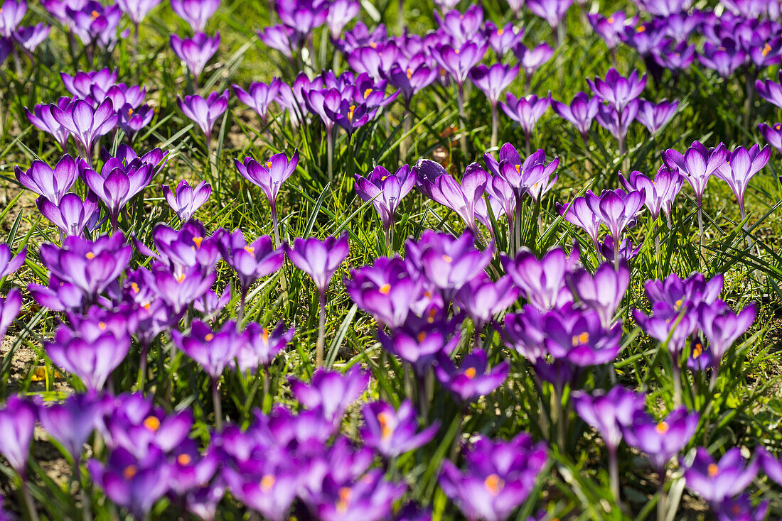 Purple crocuses (Crocus sp.), spring meadow, Baden-Württemberg, Germany