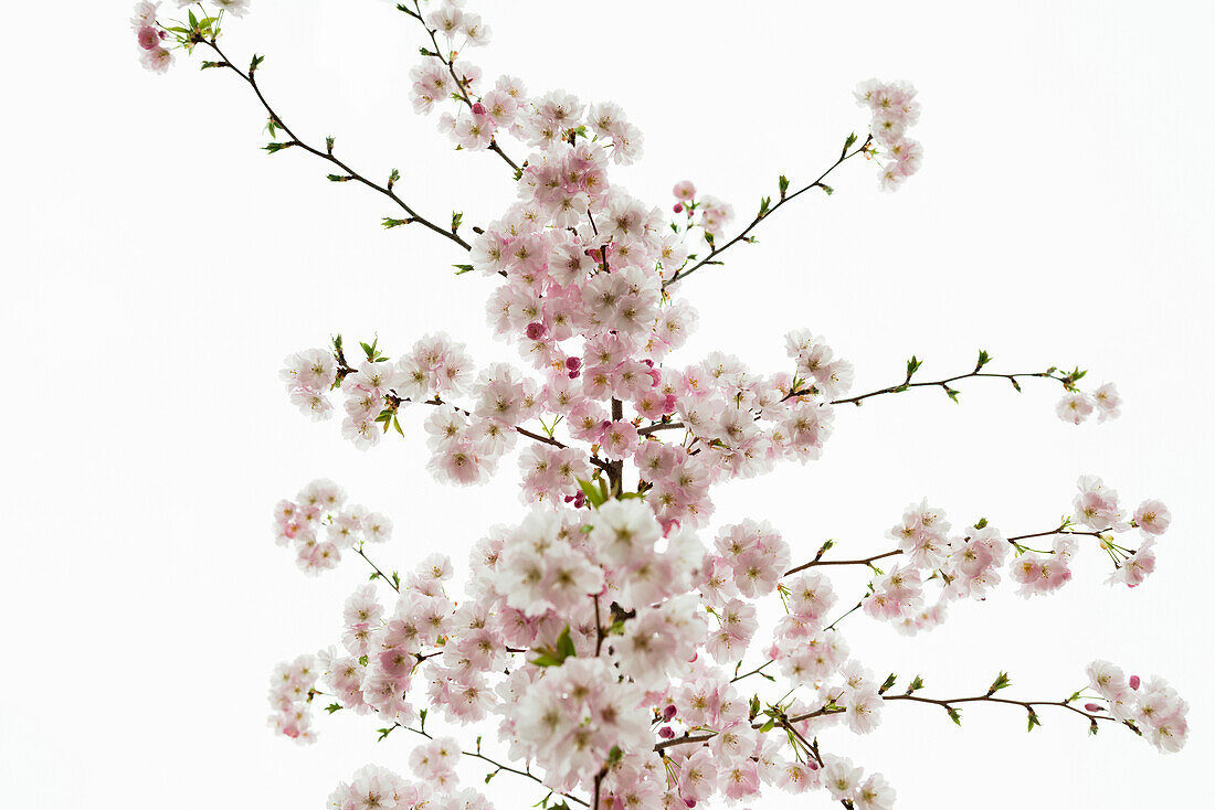 Flowering Japanese Cherry Tree (Prunus serrulata), Baden-Wuerttemberg, Germany