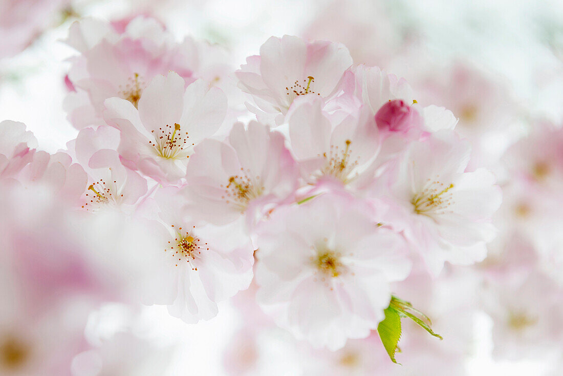 Flowering Japanese Cherry Tree (Prunus serrulata), Baden-Wuerttemberg, Germany