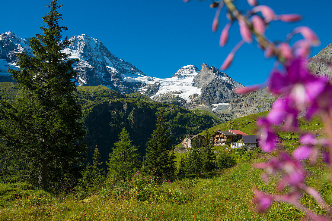 Berggasthof Obersteinberg, mountain guesthouse, Tschingelhorn behind with snow, Lauterbrunnen, Swiss Alps Jungfrau-Aletsch, Bernese Oberland, Canton of Bern, Switzerland