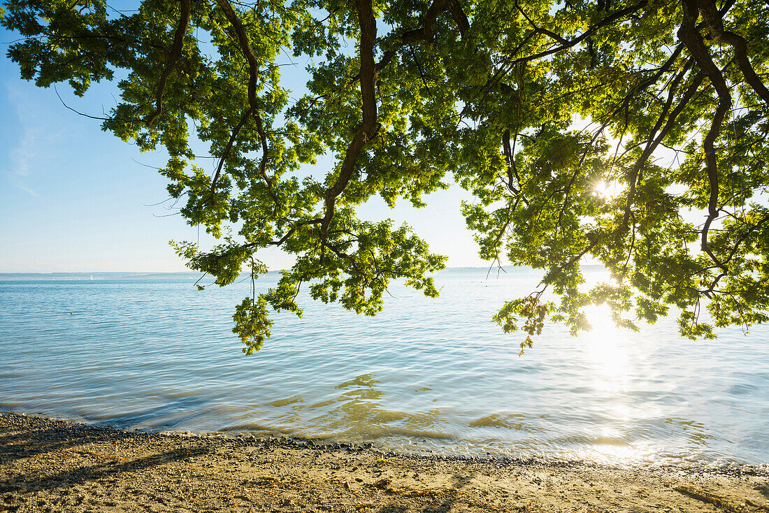 beach and oak tree, near Meersburg, Lake Constance, Baden-Württemberg, Germany