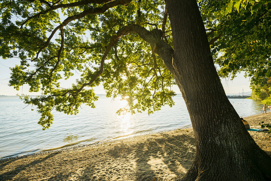 beach and oak tree, near Meersburg, Lake Constance, Baden-Württemberg, Germany