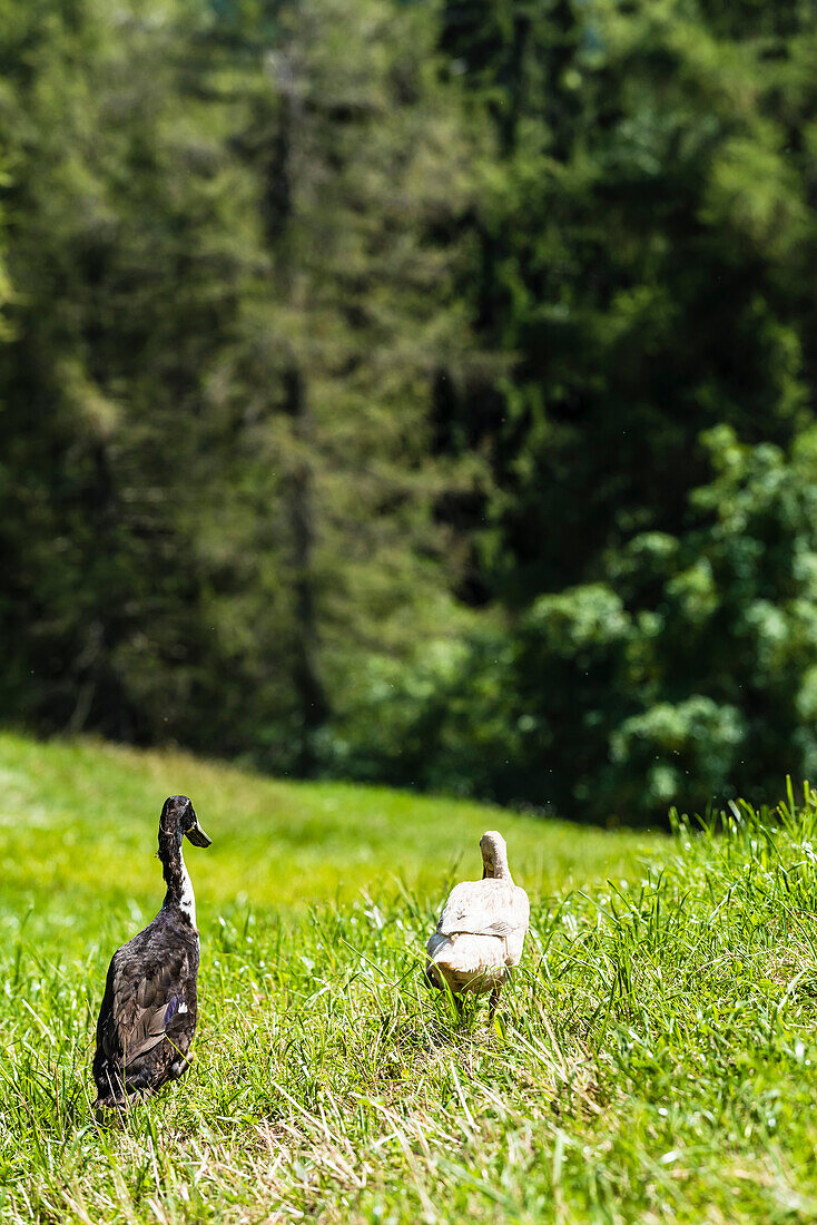 Runner ducks roaming through the woods, Radein, South Tirol, Italy