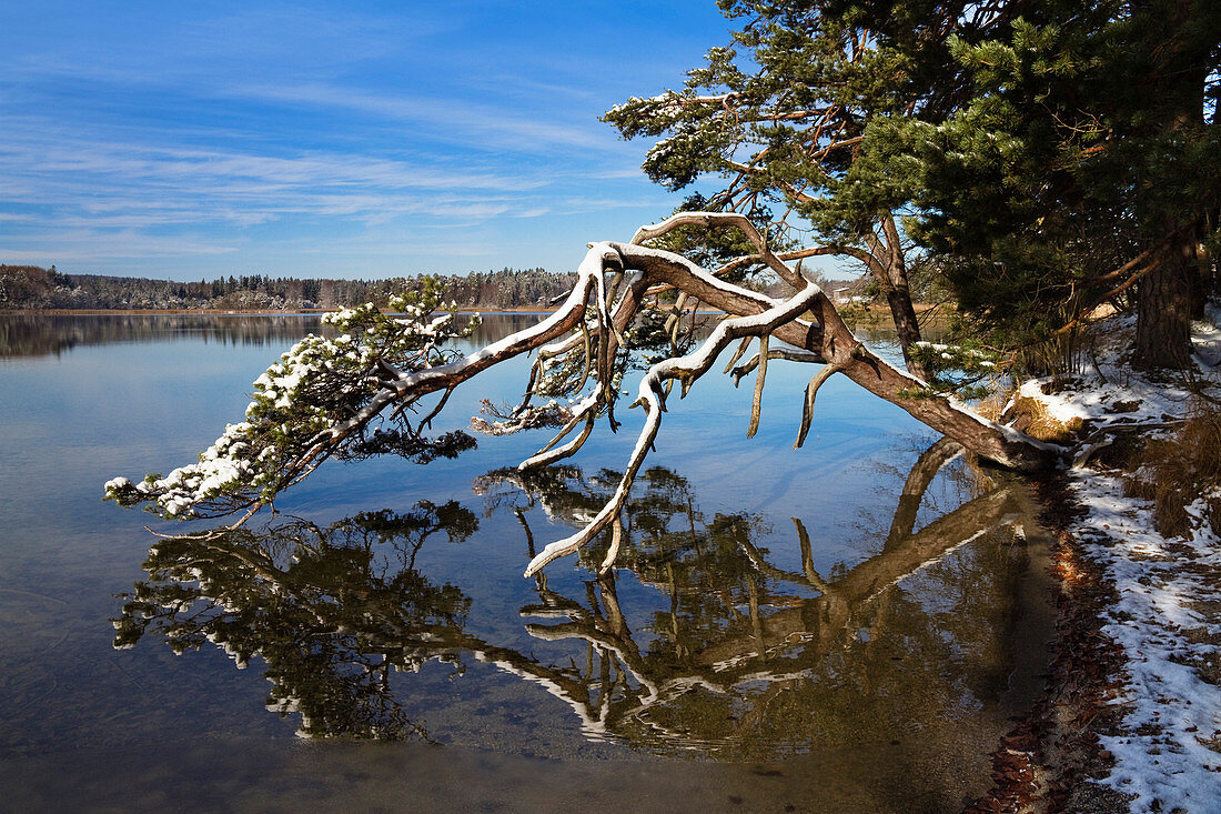 Pine tree at lake in autumn, Pinus sylvestris, Großer Ostersee, Upper Bavaria, Germany