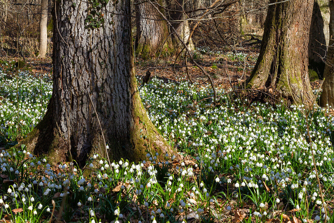 Märzenbecher, Frühlingsknotenblumen, Leucojum vernum, Frühling im Eichen-Hainbuchen Mischwald, Oberbayern, Deutschland