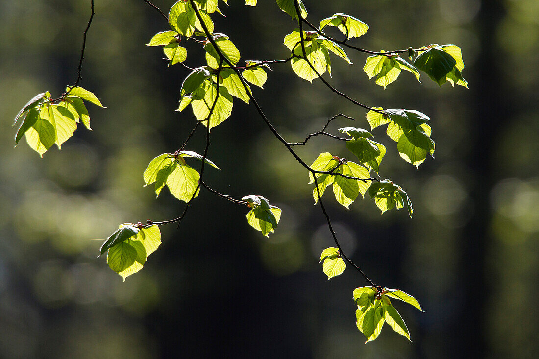 Beech leaves in spring, Fagus sylvatica, Upper Bavaria, Germany, Europe