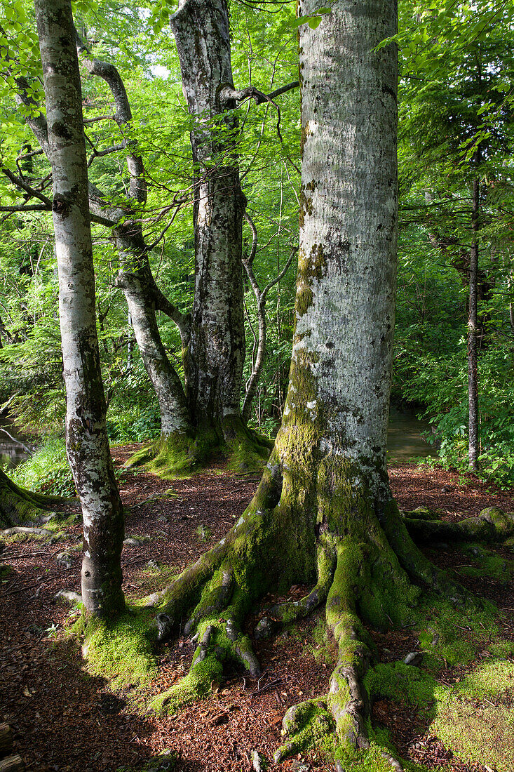 Buchenwald, Rotbuchen im Frühling, Fagus sylvatica, Oberbayern, Deutschland, Europa