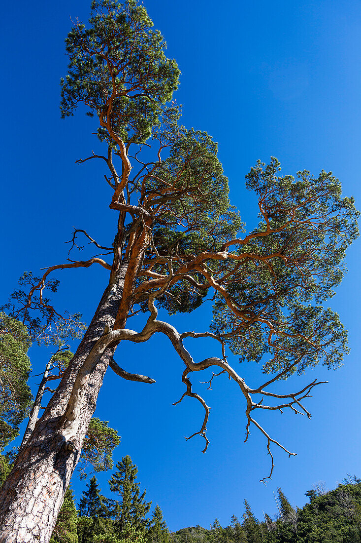 Pine tree in autumn, Pinus sylvestris, Herzogstand mountain, Alps, Upper Bavaria, Germany, Europe