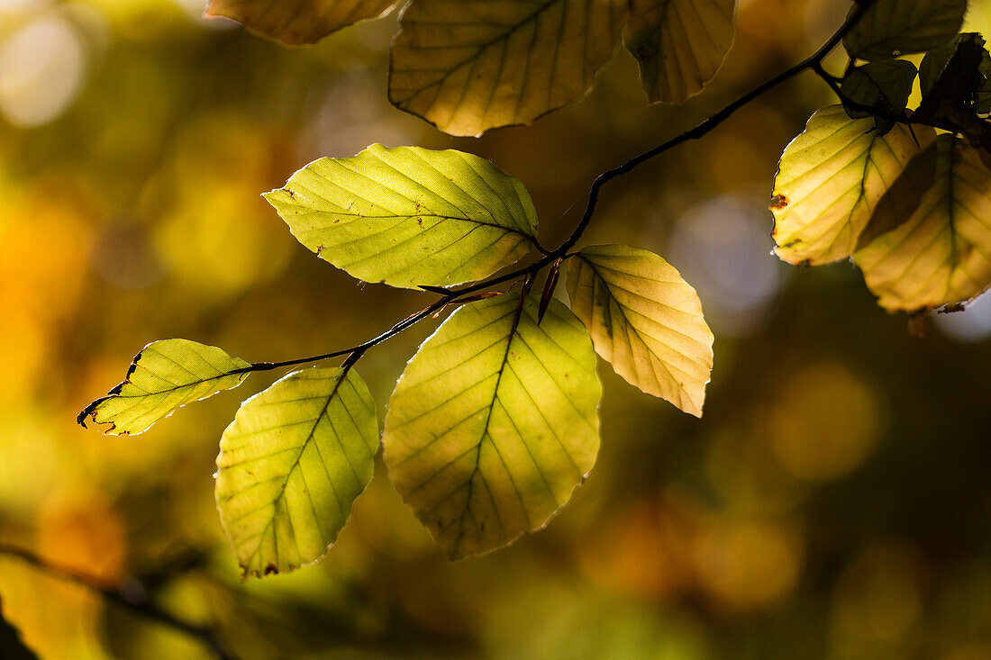Rotbuchenlaub im Herbst, Fagus sylvatica, Oberbayern, Deutschland, Europa