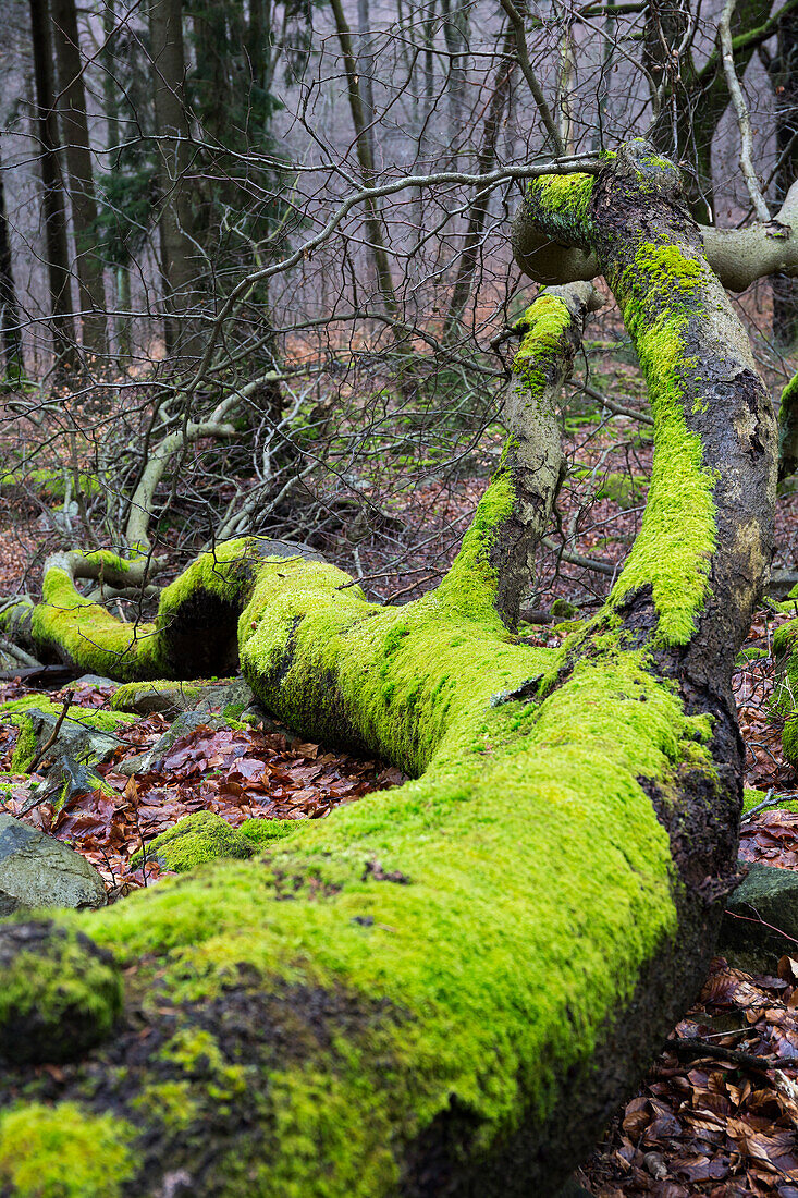 Umgefallener Baum mit bemoostem Stamm, Totholz, Naturpark Saar-Hunsrück, Rheinland-Pfalz, Deutschland