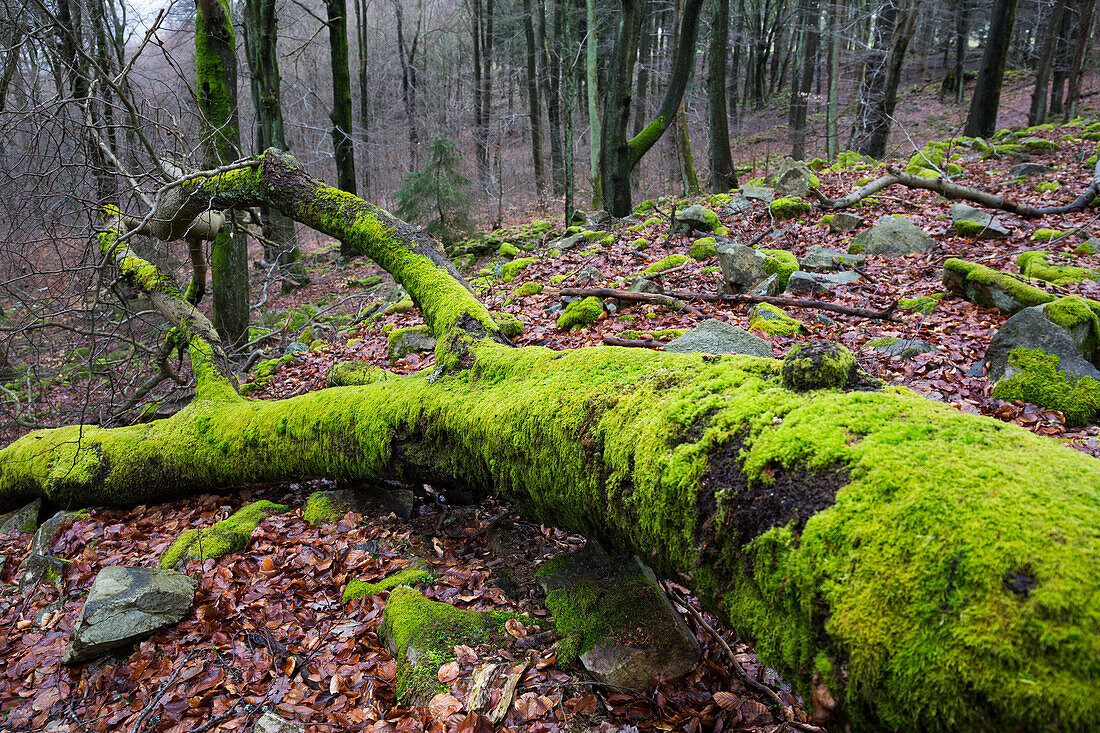 Umgefallener Baum mit bemoostem Stamm, Totholz, Naturpark Saar-Hunsrück, Hunsrück, Rheinland-Pfalz, Deutschland