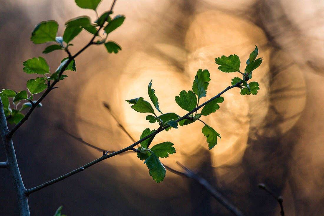 Weißdornblätter im Abendlicht, Crataegus alba, Oberbayern, Deutschland, Europa