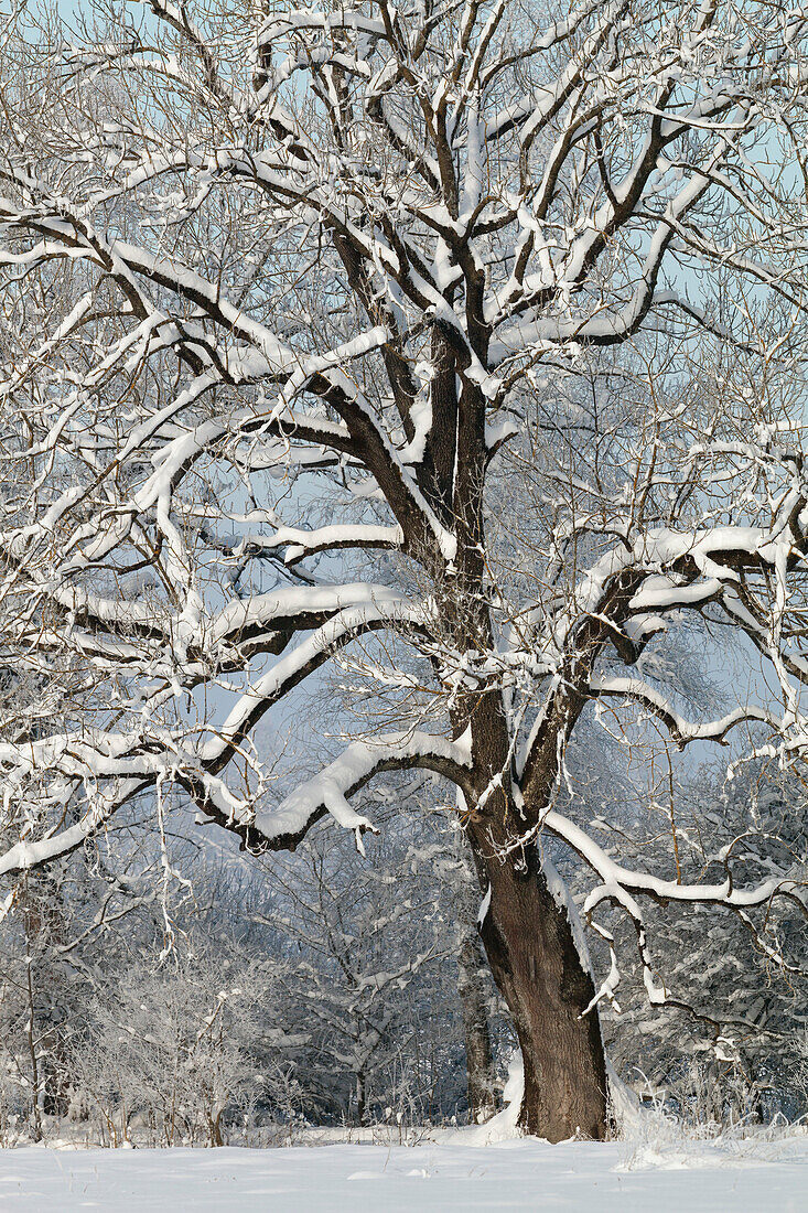 Laubbaum im Winter mit Schnee, Oberbayern, Deutschland