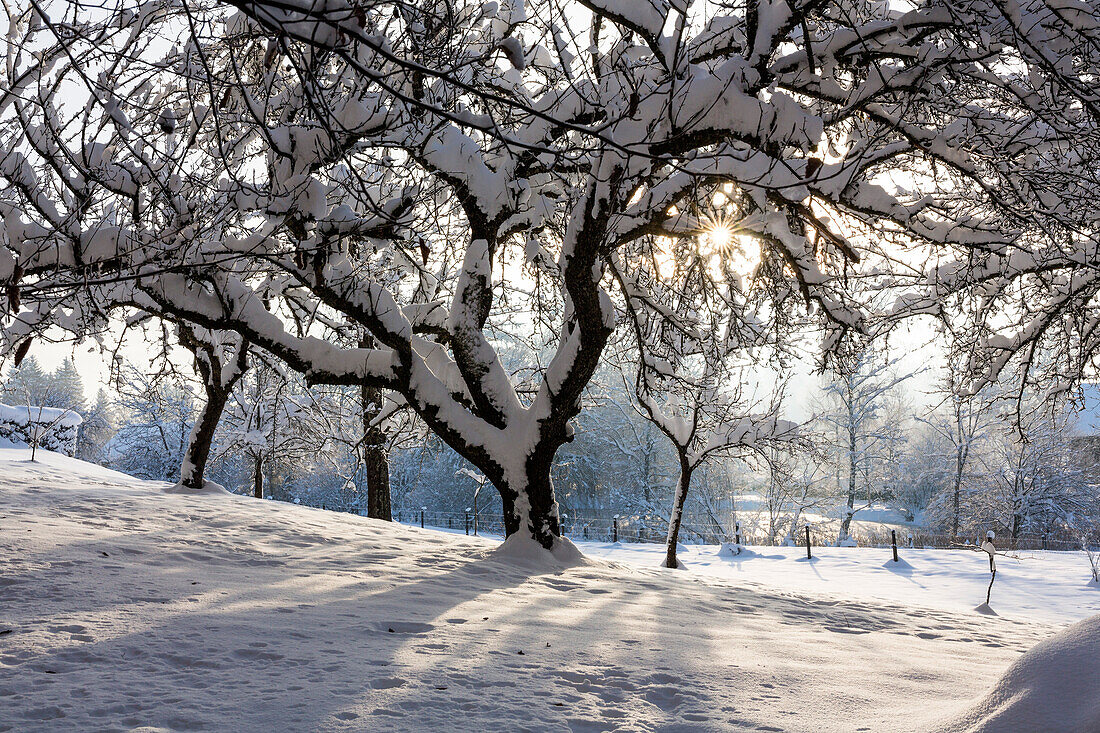 Apple tree in snow, Malus spec., winter, Bavaria, Germany