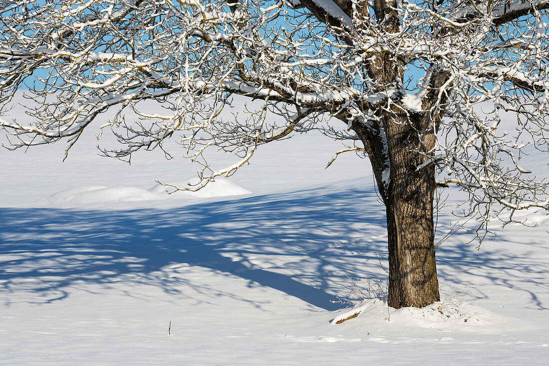 Laubbaum im Winter mit Schnee, Oberbayern, Deutschland