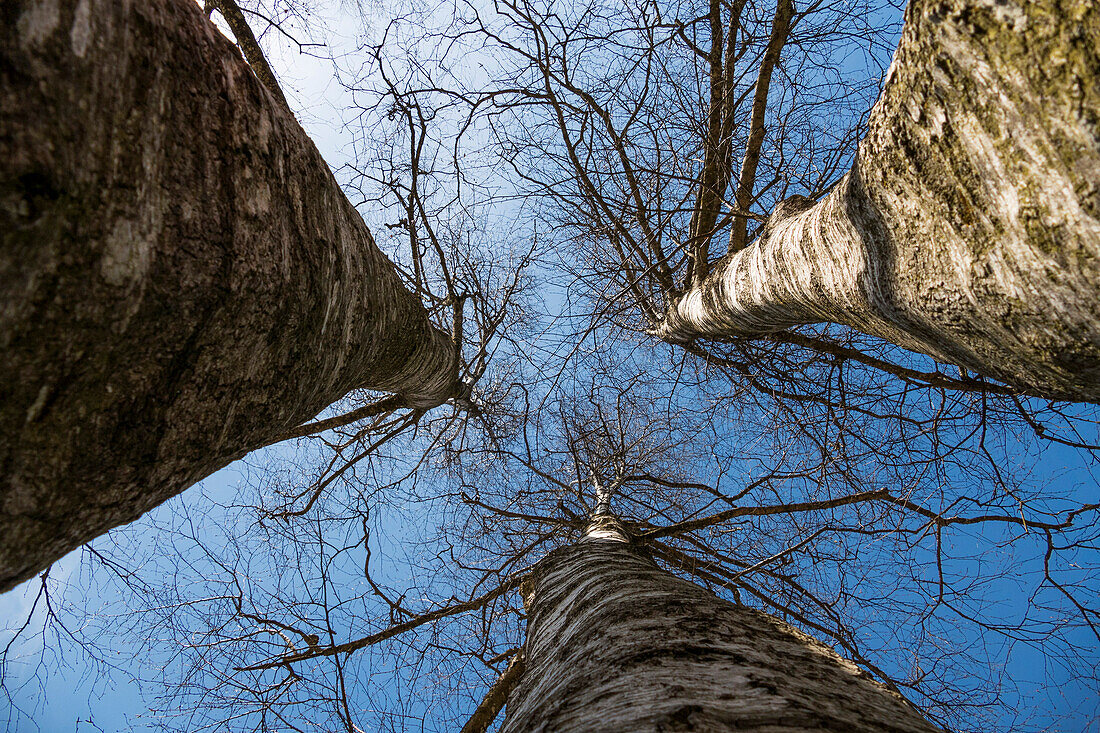 Birch, Betula pendula, Betula verrucosa, Betula alba, winter, Bavaria, Germany, Europe