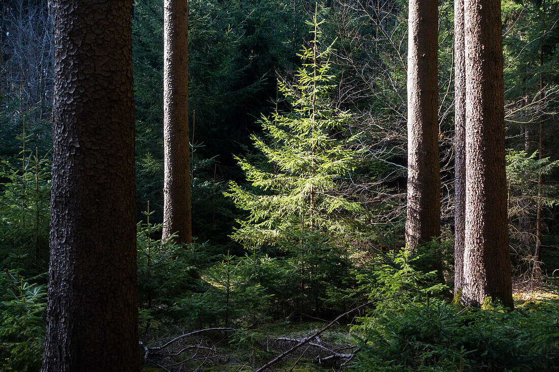 Spruce, Picea abies, Bavaria, Germany, Europe