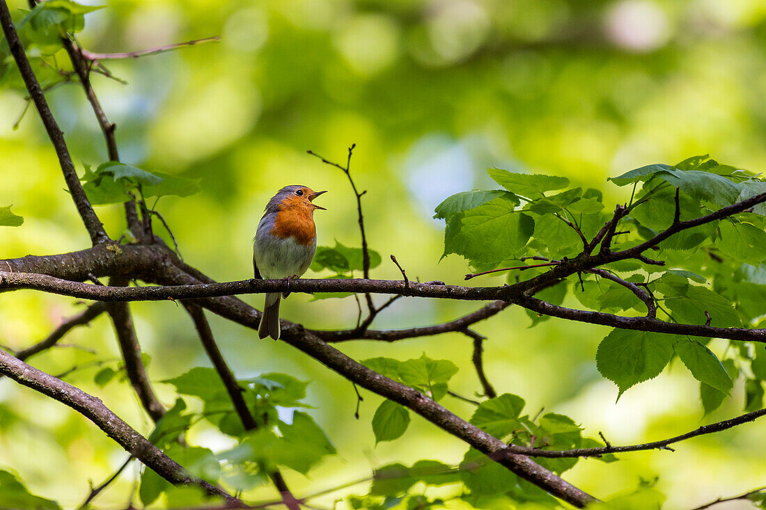 Robin singing, Erithacus rubecula, Bavaria, Germany