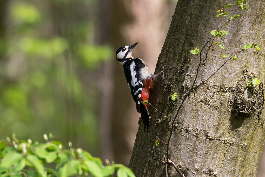 Great Spotted Woodpecker, Picoides major, male, Bavaria, Germany