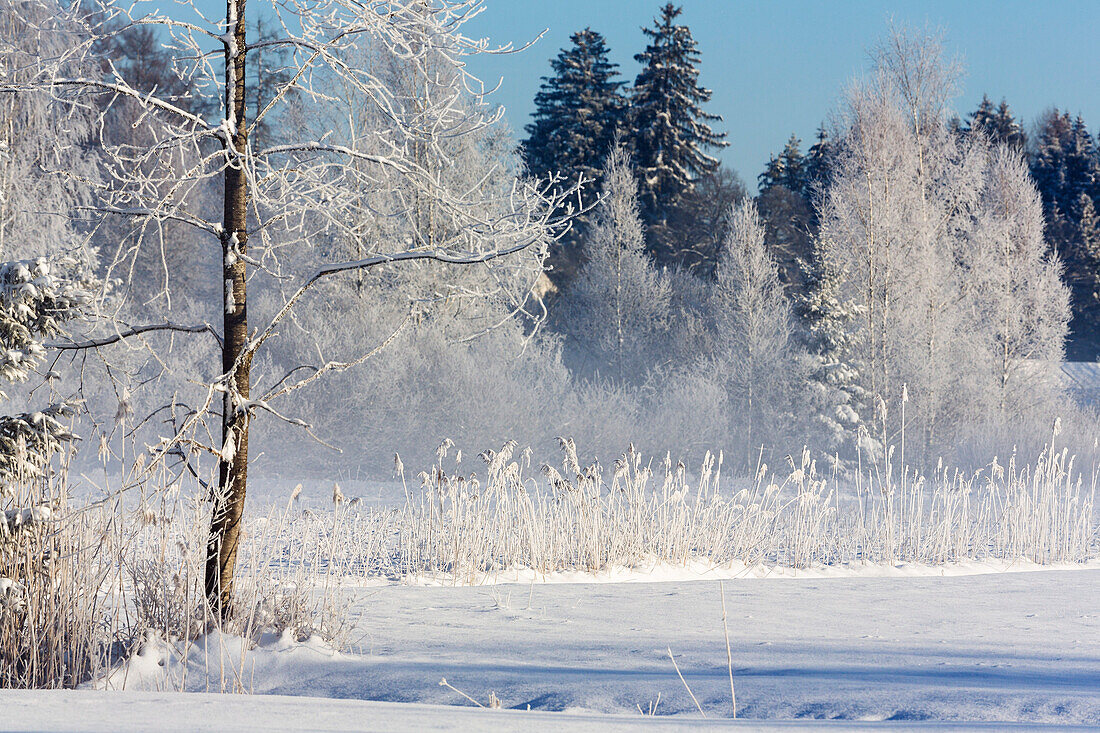 trees with whitefrost in winter, Upper Bavaria, Germany, Europe