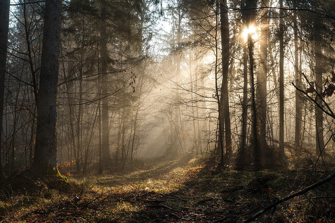 sunrays in mixed forest, Upper Bavaria, Germany, Europe
