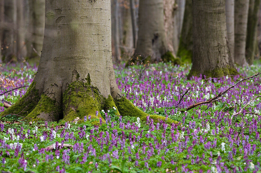 Hohler Lerchensporn im Buchenwald, Corydalis cava, Hainich Nationalpark, Thüringen, Deutschland